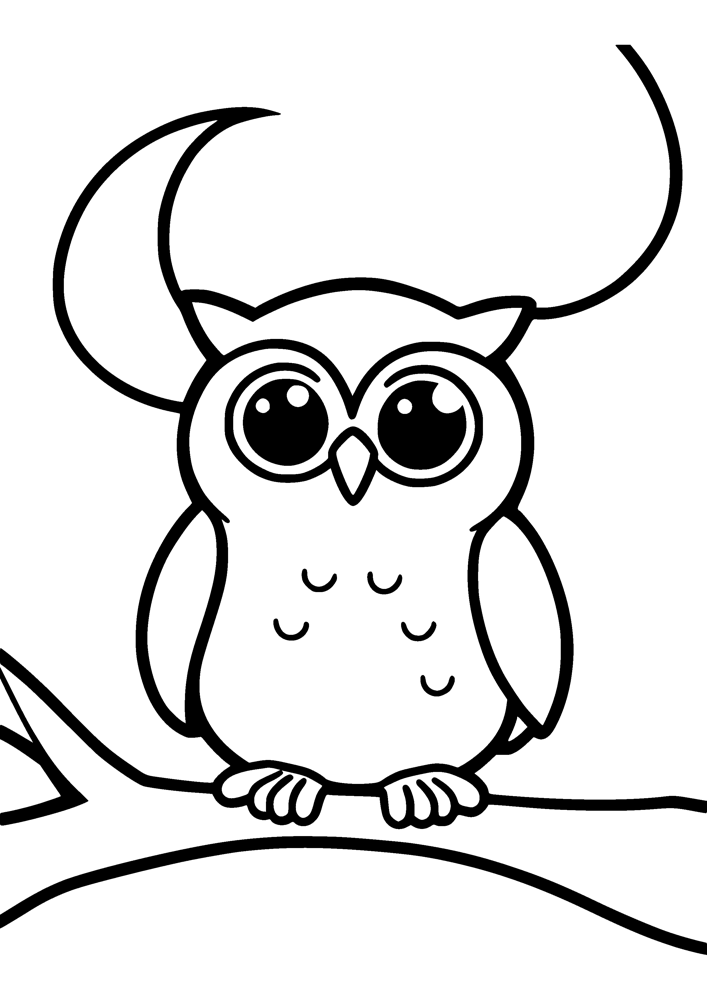 Baby Owl