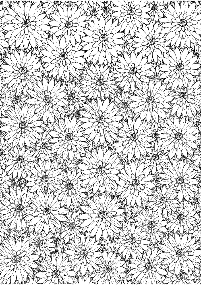 Chrysanthemum Burst