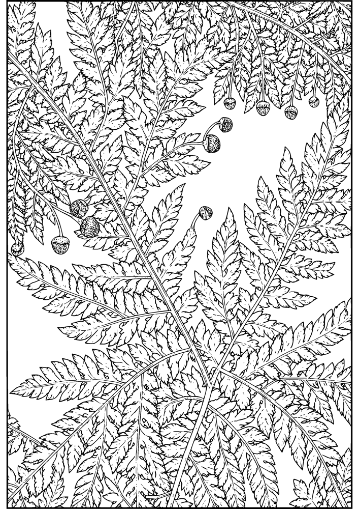 Fern Study