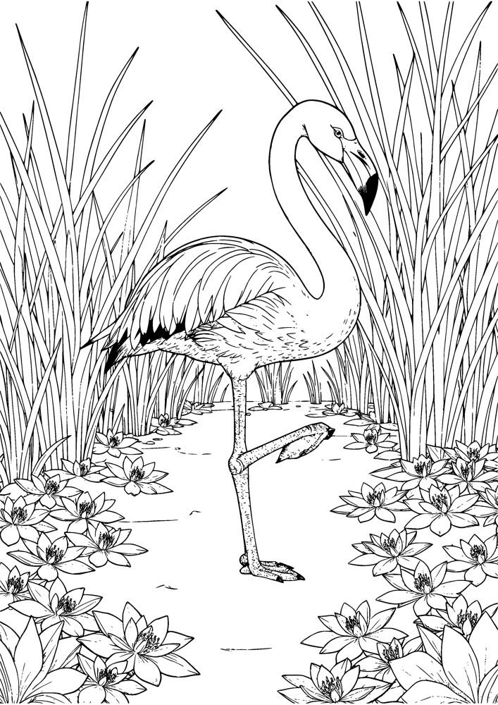 Flamingo Lagoon