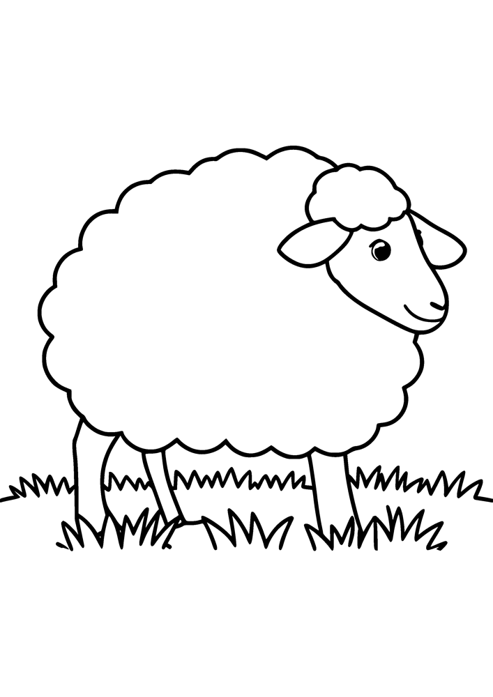 Fluffy Sheep