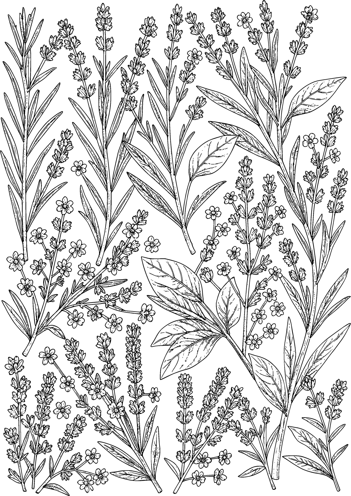 Herb Garden coloring page — fragrant herbs mingle in a garden medley, free printable line art to color