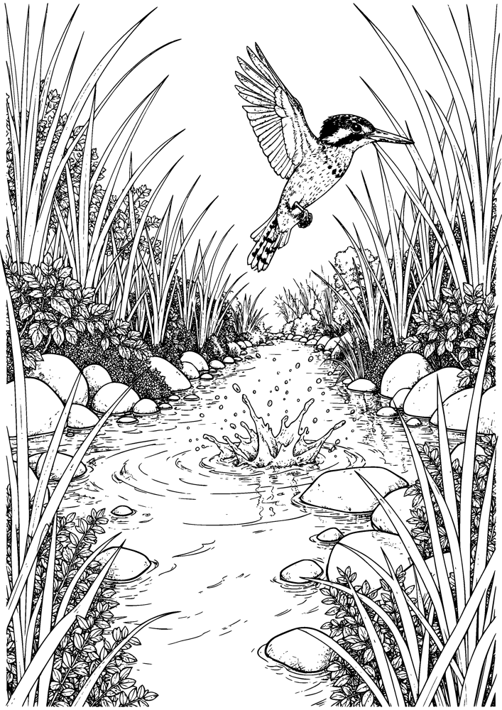 Kingfisher Dive