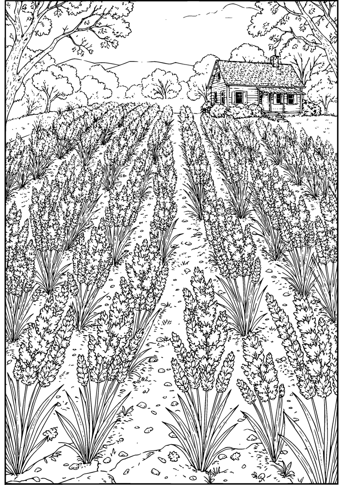 Lavender Field Rows
