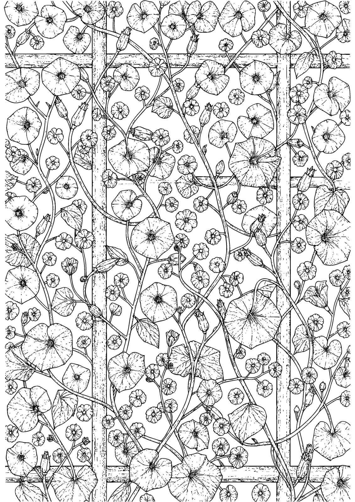 Morning Glory Trellis coloring page — morning glories climb toward the sun, free printable line art to color