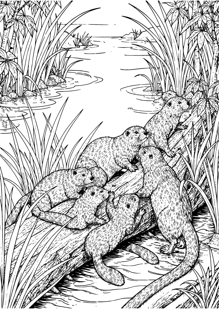 River Otter Family