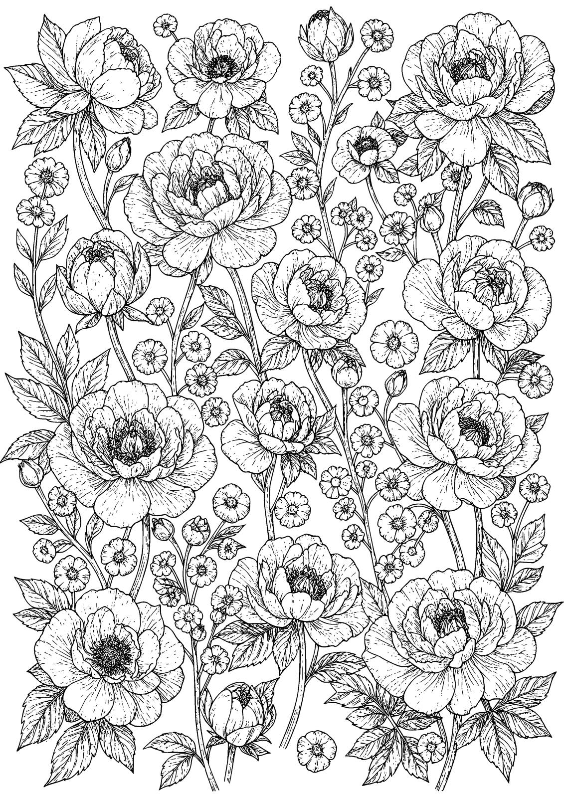 Peony Garden coloring page — peonies unfold in a burst of layered petals, free printable line art to color