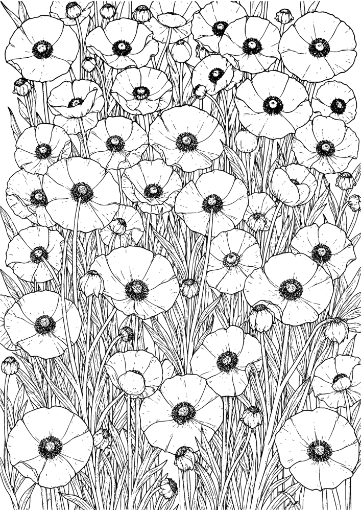 Poppy Meadow