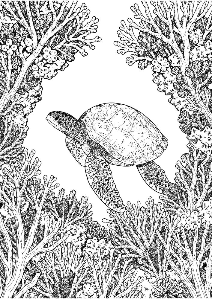 Sea Turtle Reef