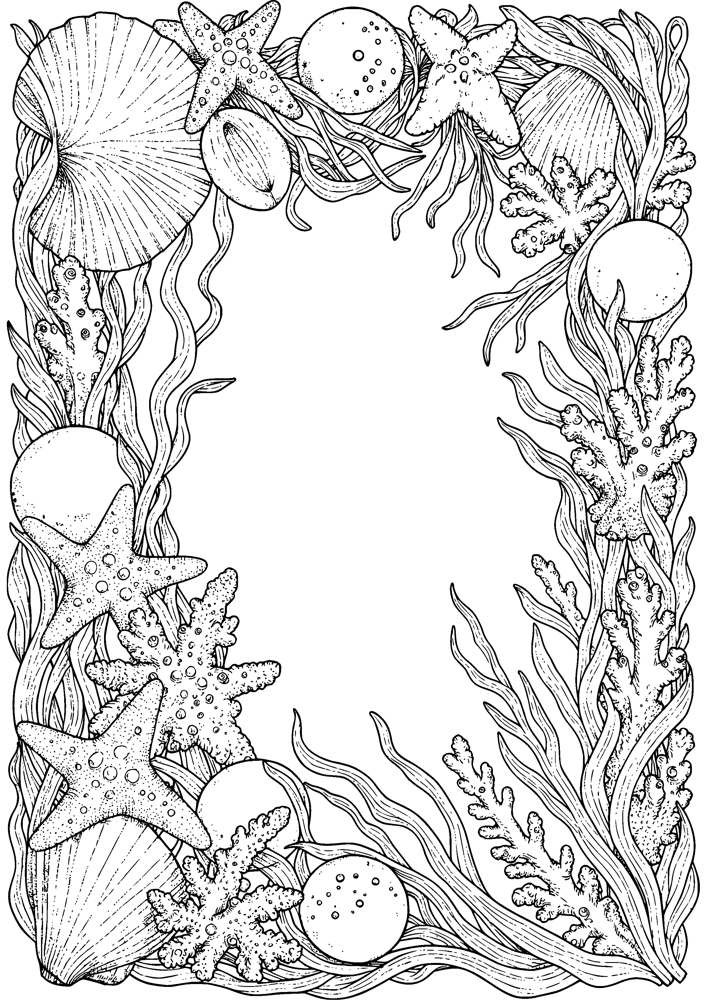 Seashell Collection