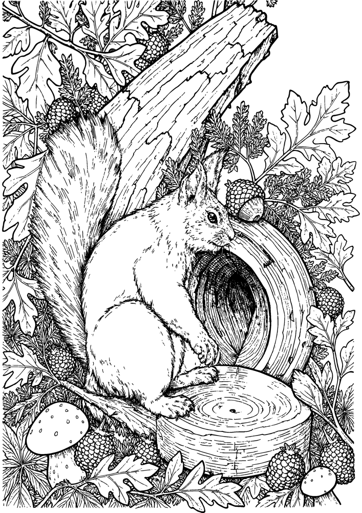 Squirrel Acorn Harvest