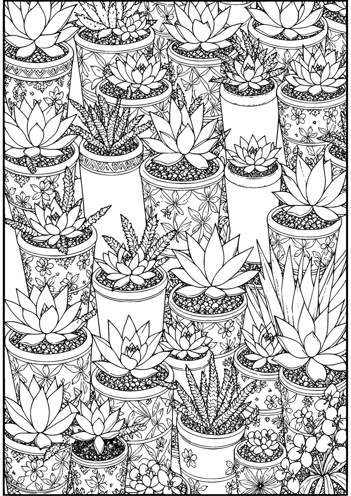 Succulent Collection