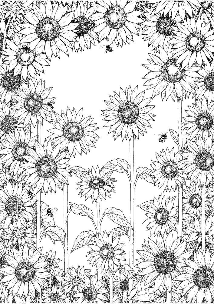 Sunflower Row