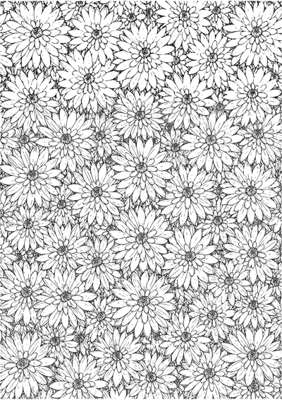 Chrysanthemum Burst