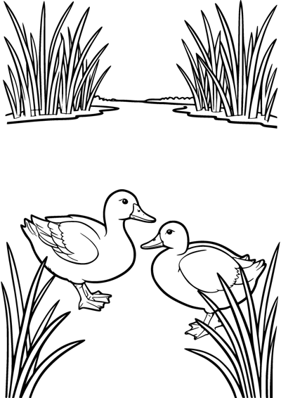 Duck Pond Walk