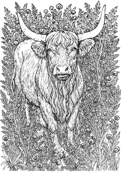 Highland Cow