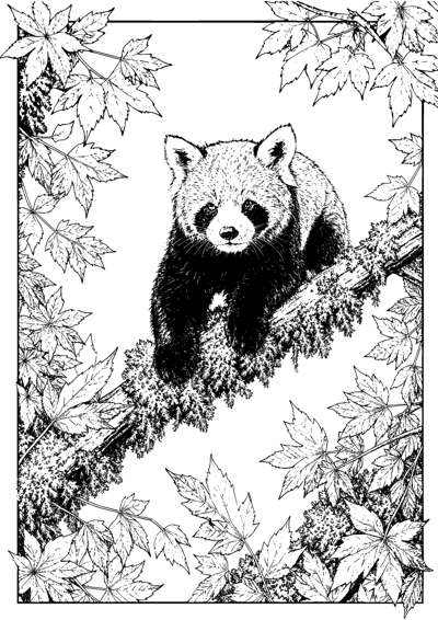 Red Panda