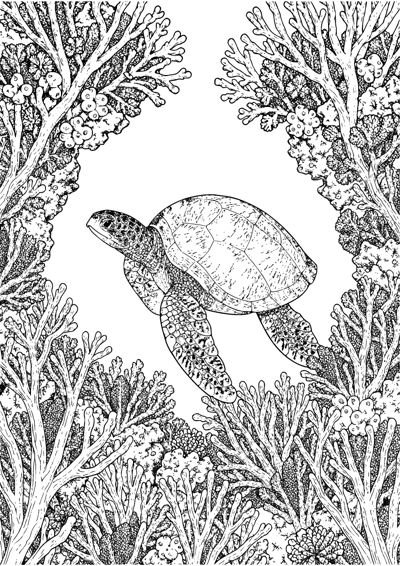 Sea Turtle Reef