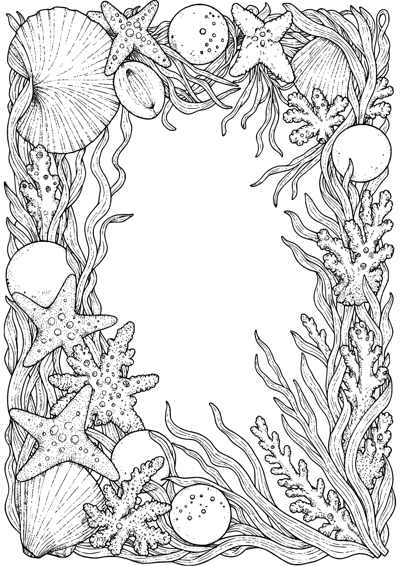 Seashell Collection