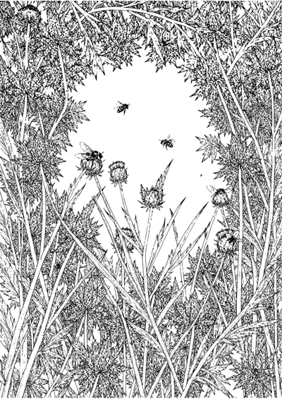 Thistle and Bee