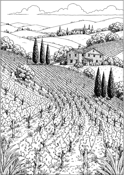 Tuscan Vineyard